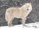 L'UE veut réduire le statut de protection des loups, provoquant la colère des défenseurs des droits des animaux