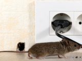 Quelle est l'importance d'une extermination professionnelle des souris ? 4